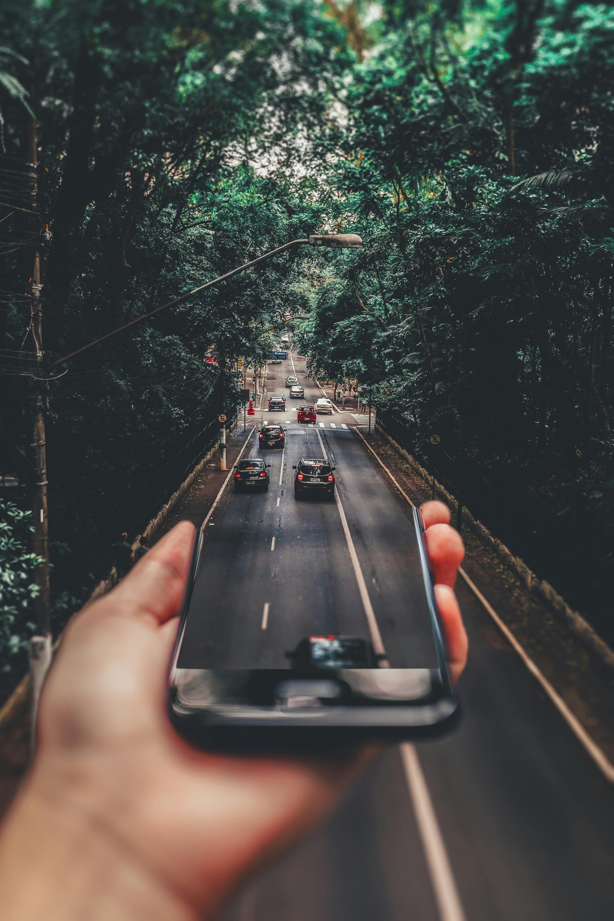 Hand holding a phone photographing a tree-lined road with cars
